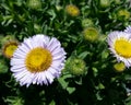 Purple Seaside Daisy Royalty Free Stock Photo