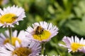 Purple seaside fleabane and bee in a garden