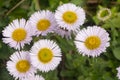 Purple seaside fleabane in a garden