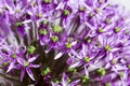 Purple sensation allium Royalty Free Stock Photo