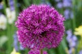 Purple Sensation Allium flowers blooming in the Spring Royalty Free Stock Photo