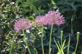 Allium onion head flowers Royalty Free Stock Photo