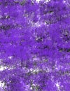Purple on Purple Series 7 Royalty Free Stock Photo