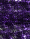 Purple on Purple Series 12 Royalty Free Stock Photo