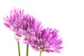 Purple shallot flowers isolated on white background