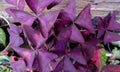 Purple Shamrock Butterfly Leaf Ornamental Plant (Oxalis)