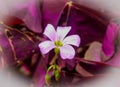 Purple Shamrock Flower Oxalis Triangularis Royalty Free Stock Photo