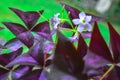 Purple shamrock flowers and leaves with green background