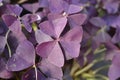 Purple shamrock Mijke