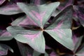 Purple Shamrock (Oxalis regnellii atropurpurea)