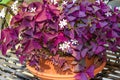 Purple Shamrock (Oxalis triangularis)