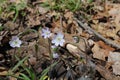 Purple Sharp-Lobed Hepatica Hepatica acutiloba in Wisconsin early spring Royalty Free Stock Photo