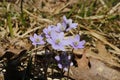 Purple Sharp-Lobed Hepatica Hepatica acutiloba in Wisconsin early spring Royalty Free Stock Photo