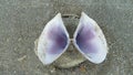 purple shell on the beach Royalty Free Stock Photo
