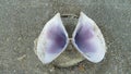 purple shell on the beach