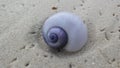 Purple Shell from Purple Sea Snail on Sand Beach during Sunrise on Koh Samui Island, Thailand. Royalty Free Stock Photo