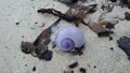 Purple Shell from Purple Sea Snail on Sand Beach during Sunrise on Koh Samui Island, Thailand. Royalty Free Stock Photo