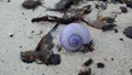 Purple Shell from Purple Sea Snail on Sand Beach during Sunrise on Koh Samui Island, Thailand. Royalty Free Stock Photo