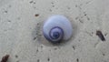 Purple Shell from Purple Sea Snail on Sand Beach during Sunrise on Koh Samui Island, Thailand. Royalty Free Stock Photo