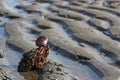 Purple shell on a relaxing rippled sand beach Royalty Free Stock Photo