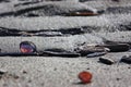 Purple shell on a relaxing rippled sand beach Royalty Free Stock Photo