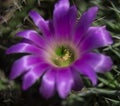 Purple shine cactus flower Royalty Free Stock Photo