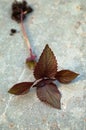 Purple shiso perilla leaves with roots attached Royalty Free Stock Photo
