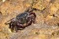 Purple Shore Crab moving on a rock