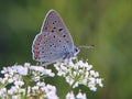 The purple-shot copper butterfly on beacked chervil flowers on green background. Royalty Free Stock Photo
