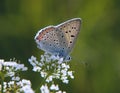 Purple-shot copper butterfly on the beacked chervil flowers on green background.