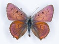 Purple-shot copper Lycaena alciphron butterfly on white