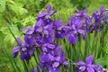 Purple Siberian iris blooms perch on tall stems after a spring shower