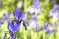Purple siberian iris flower