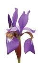 Purple Siberian Iris Sibirica Macro Closeup Royalty Free Stock Photo