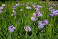 Purple Siberian Irises in Bloom by the Bridge Royalty Free Stock Photo