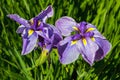 Purple Siberian Irises in Bloom Closeup Royalty Free Stock Photo