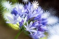 Purple Siberian squill