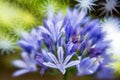 Purple Siberian squill