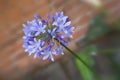 Purple Siberian squill