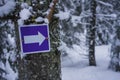 Purple sign with arrow pointing right. Trail marker on a tree in a snowy forest