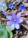 Purple sign of Spring, nature, flowers, forest, fresh