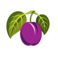 Purple simple vector plum with green leaves, ripe sweet fruits i Royalty Free Stock Photo