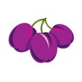 Purple simple vector plum, ripe sweet fruits illustration. Healthy and organic food, harvest season symbol.