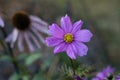Purple single cosmos flower with blur coneflower flower in backgroun Royalty Free Stock Photo