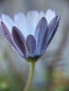 Purple single dasiy flower plant with water droplets and waterdrop blur background d Royalty Free Stock Photo