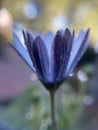 Purple single dasiy flower plant with water droplets and waterdrop side view blur background d Royalty Free Stock Photo