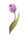 Purple single tulip on white background, watercolor illustrator