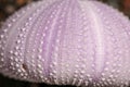 Purple skeleton pattern of Sea urchin. Close up of Disambiguatio as background. Closeup background of skeletons of shell in shades