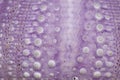 Purple skeleton pattern of Sea urchin. Close up of Disambiguatio as background. Closeup background of skeletons of shell in shades