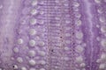 Purple skeleton pattern of Sea urchin. Close up of Disambiguatio as background. Closeup background of skeletons of shell in shades